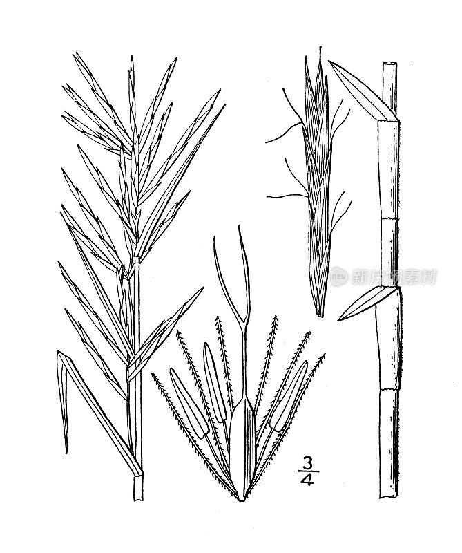 古植物学植物插图:Dulichium arundinaceum, Dulichium